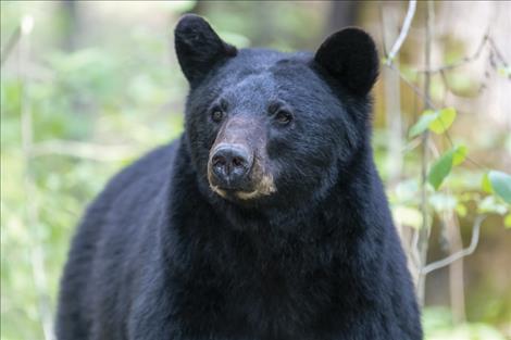 black bear