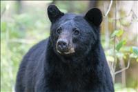 Study of black bear population expands