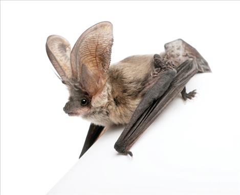 Image is of a grey long-eared bat, one of many different species of bat found in Glacier National Park.