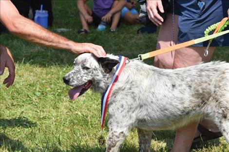 Dog races