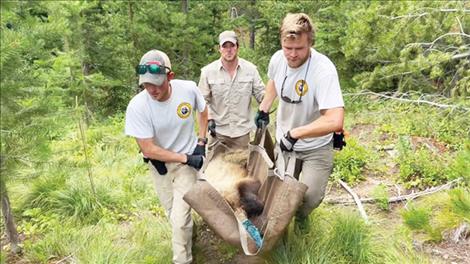 Montana Fish, Wildlife & Parks captured two grizzly bears in the (NCDE) and released them into the (GYE).