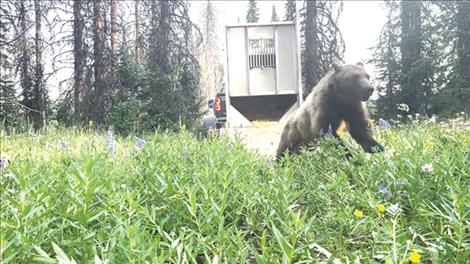 A relocated bear wastes no time leaving confinement.