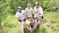 Montana Fish, Wildlife & Parks moves bears, adds to genetic diversity