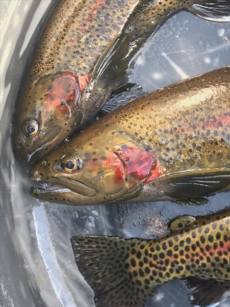 FWP is working to conserve and enhance fisheries for the only native rainbow trout, commonly known as the redband trout.