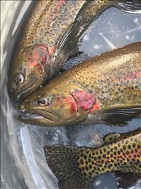 Redband Rainbow trout return