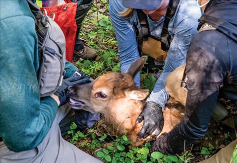 Members of the Noxon elk project study team work with a calf