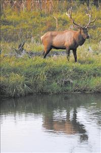 Elk research: UM scientists, students study a changing population