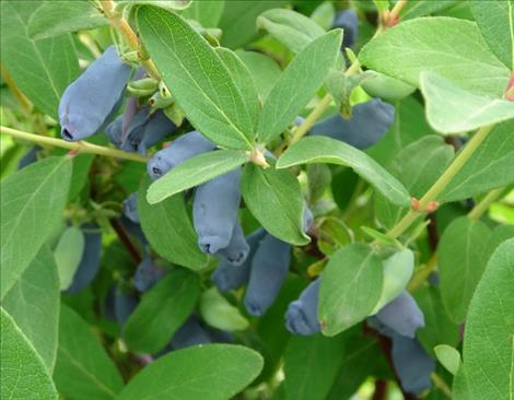 A research partnership at Montana State University aims to learn more about the potential health benefits of an edible blue honeysuckle berry called the haskap while also learning how to best cultivate them to maximize those benefits. 