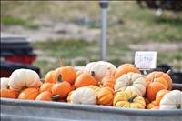 Pumpkins, barrel train rides, baked goods, more offered at Monter’s pumpkin patch