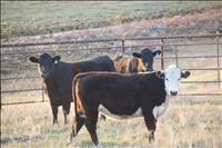 Multi-faceted cattle business part of state’s biggest industry