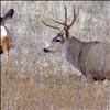 The general deer and elk hunting season in Montana came to a close last Sunday, Dec. 1. Data from the 2024 hunting season will provide insight as to how a raise in the payment cap affects landowner participation in the state's Block Management program.