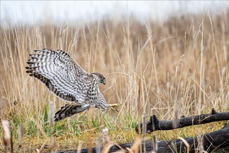 A Northern Goshawk lands in a field on easement property.