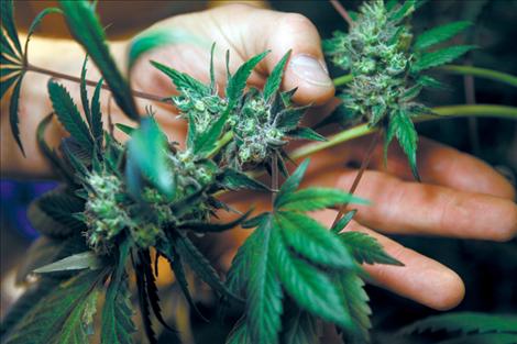 Cannabis, or marijuana, is at the core of a debate taking place in the Montana State Legislature. House Bill 168 proposes a legal driving limit for recreational marijuana users, although recreational use of cannabis is illegal in Montana.