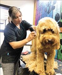 Dog grooming business opens in Polson amid pandemic